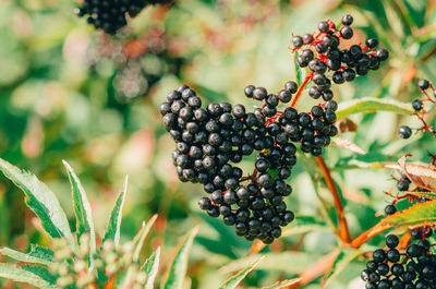 Large bunch of black elderberries. blurred background of autumn colors