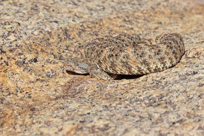 Close-up of lizard on rock