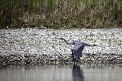 High angle view of gray heron flying over lake