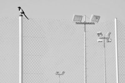 Bird perching on cable against sky
