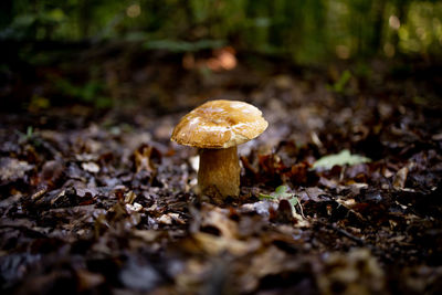 Close-up of mushroom growing in forest