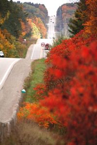 Road amidst trees during autumn