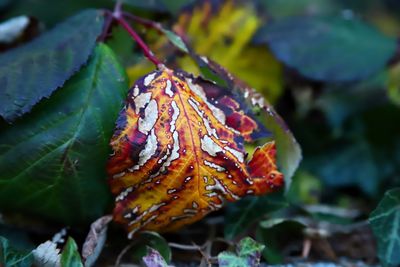 Close-up of red leaves on plant during winter