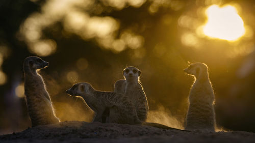 Meerkat family