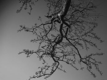 Low angle view of silhouette tree against sky