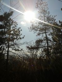 Low angle view of trees against sky