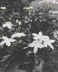 Close-up of flowers