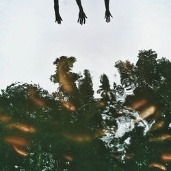 Reflection of trees in water