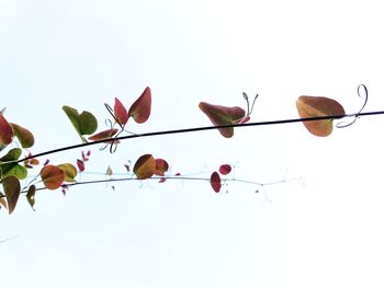 Close-up of flower over white background