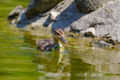 Duck swimming in lake