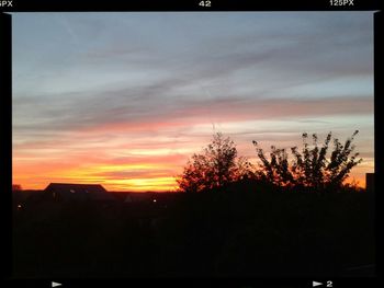 Silhouette of trees at sunset