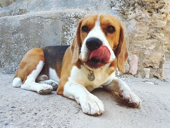 Portrait of dog sitting outdoors