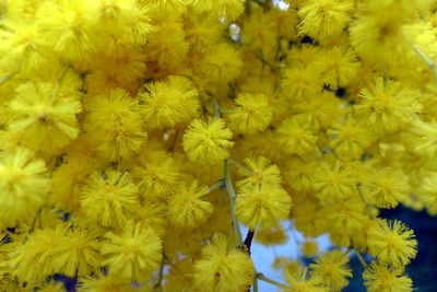 Close-up of yellow flowers