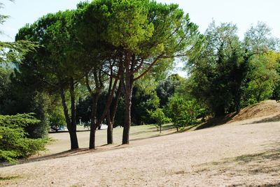 Trees in park