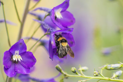 Close-up of bee pollinating on purple flower