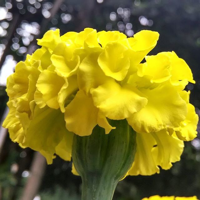 flower, yellow, freshness, petal, fragility, flower head, beauty in nature, growth, focus on foreground, close-up, blooming, nature, plant, in bloom, blossom, botany, day, springtime, outdoors, vibrant color