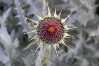 Close-up of wilted thistle flower