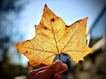 Close-up of hand holding maple leaf during autumn