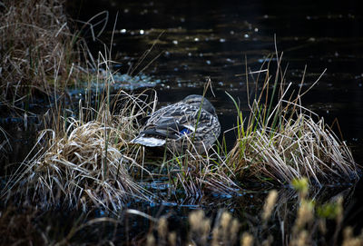 Close-up of birds on dry grass