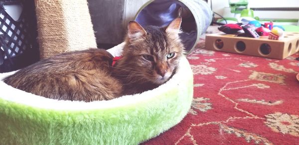 Close-up of cat relaxing in basket at home