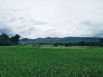 Scenic view of field against sky