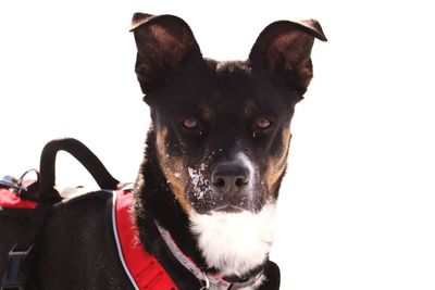 Close-up portrait of dog against white background