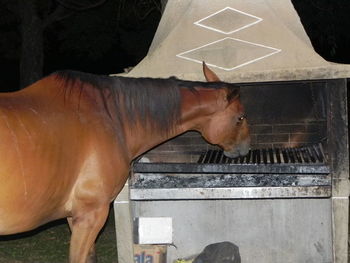 Horse in pen