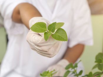 Midsection of person holding white leaves