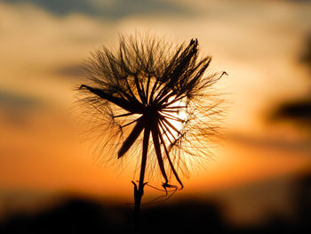 Close-up of dandelion against sky during sunset