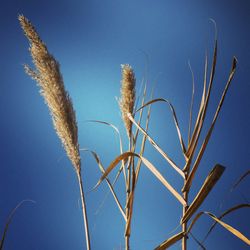 Low angle view of plants against clear blue sky