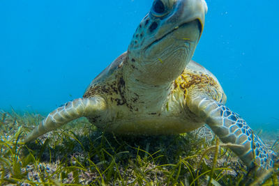 Close-up of fish in water