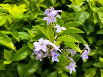 Close-up of purple flowering plant