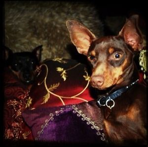domestic animals