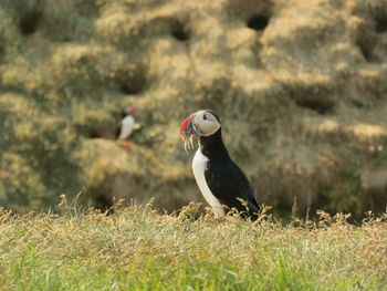 Atlantic puffin perched on a field with fish in its beak