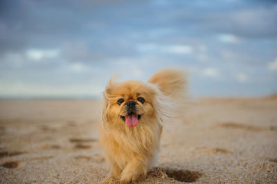 Portrait of dog sticking out tongue against sky