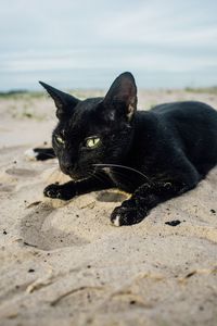 Cat lying on the ground