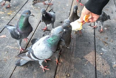 High angle view of pigeons on street