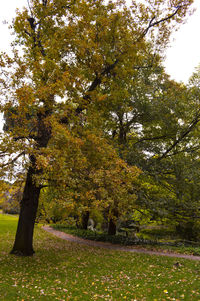 Trees growing in park