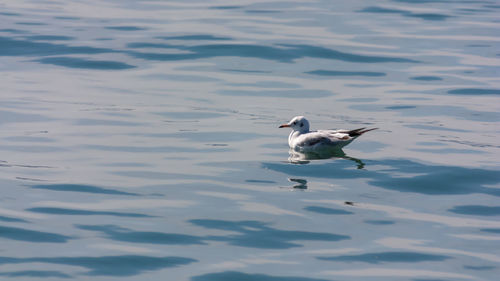 High angle view of duck swimming in lake