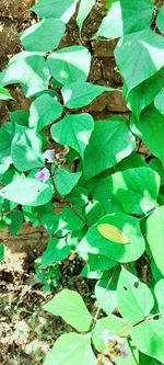 High angle view of flowering plant on field
