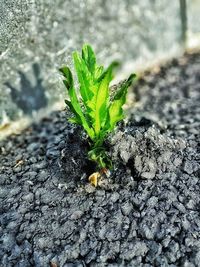 Close-up of plant growing outdoors