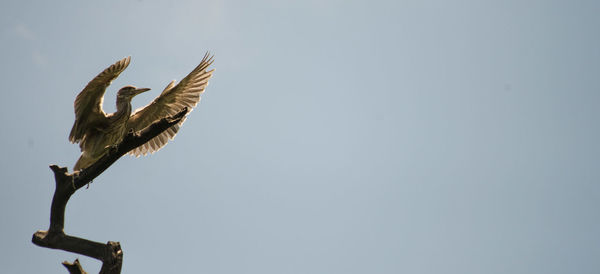 Low angle view of owl perching against clear sky