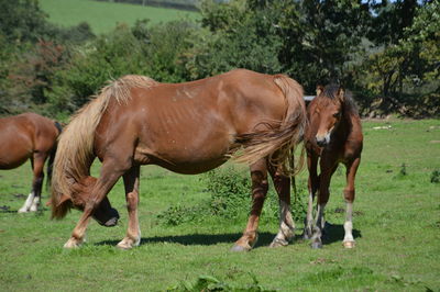 Horses grazing in a field