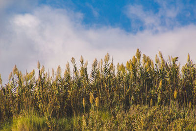 View of stalks in field against cloudy sky