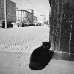 Cat looking at camera