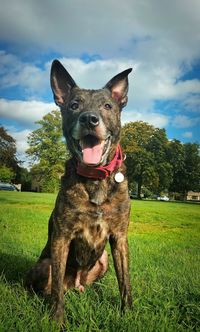 Portrait of dog on field