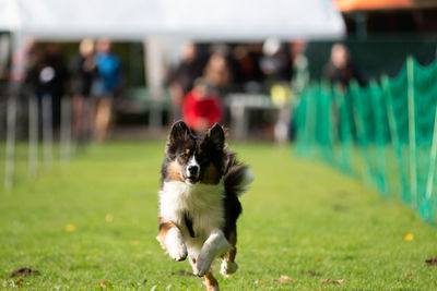 Dog in a field