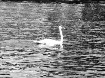 Mute swan swimming on lake