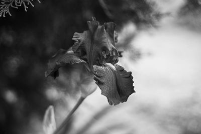 black and white