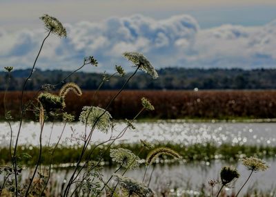 Scenic view of river against cloudy sky
